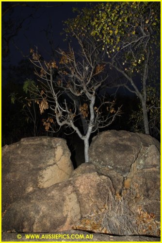 The Scrub at Night. Undarra National Park.