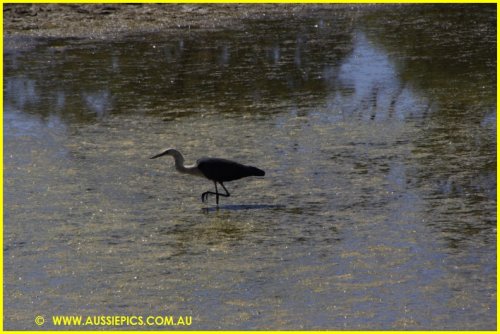 Waterbird in wetlands, this time on the road south into Charters Towers.