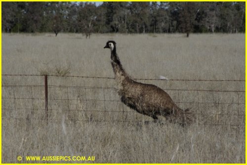 Emu on Boomi Rd.><br>
            <font class=