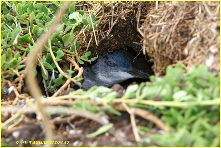 Penguin peering out of the nest