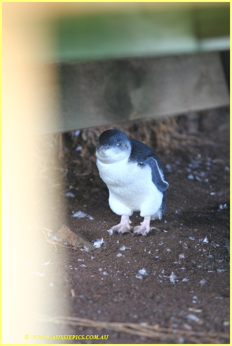 Young Penguin standing under the boardwalk, very hard to reach around for this shot but worth it.