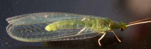Lacewing Moth