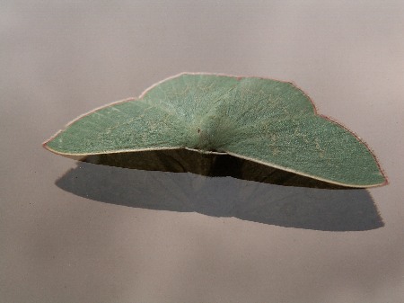A green moth