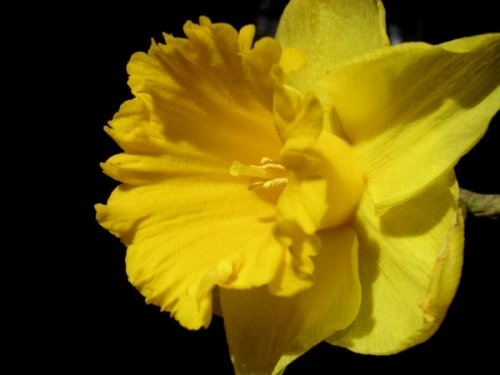 Daffodil from a table centrepiece at dinner one day.