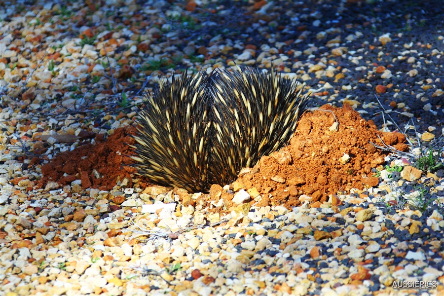 An Echidna starting to dig in beside the road after having been disturbed.