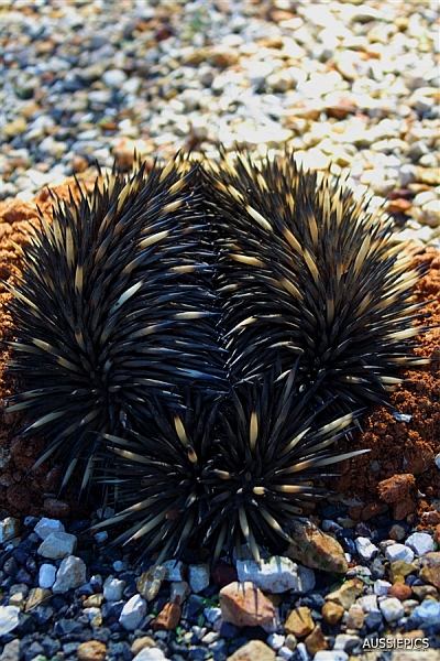 Echidna from rear showing the spiky balls of its tail.