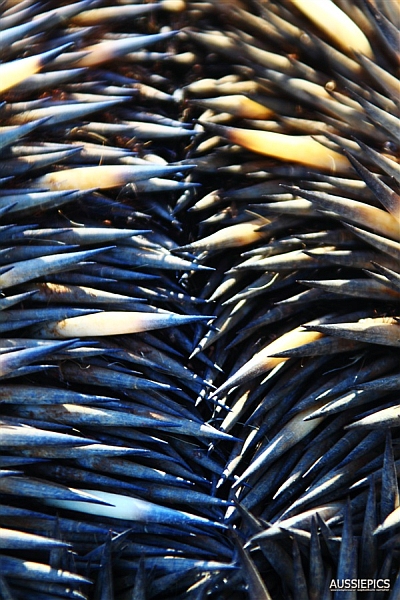 Detail where the Echidna's spines interweave along its spine.