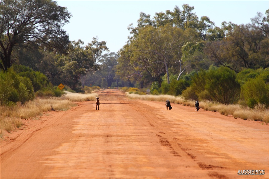 Goats on the road out of Gunderbooka National Park.