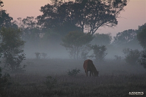 Horse in the mist pre-dawn