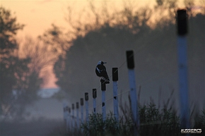 Magpie on a fence pre-dawn