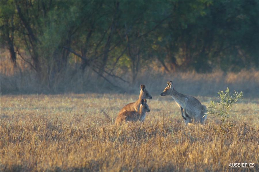 Some Kangaroos having a spot of breakfast just after sunrise.