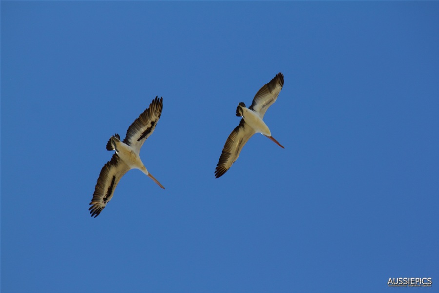 Pelicans in Wilcannia