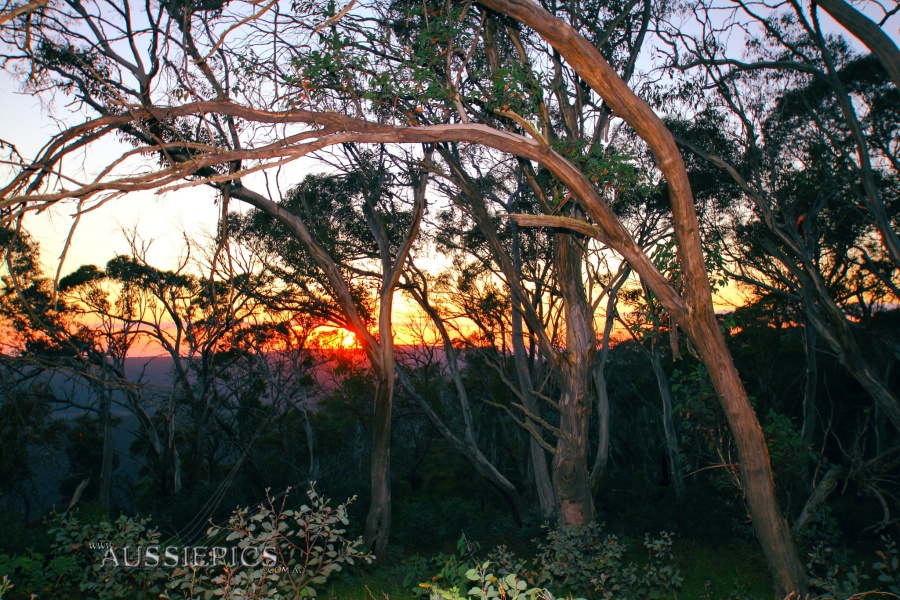Dimmick's Lookout; Sunrise through the scrub