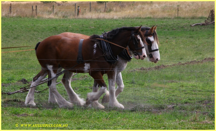 A couple of horses having a leisurely chat