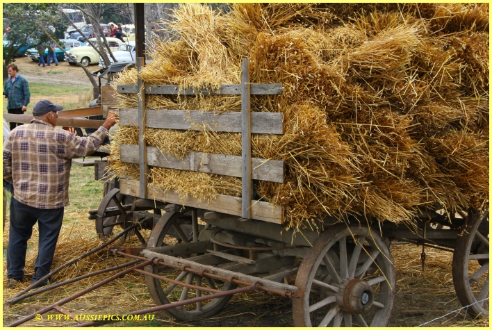 Trailer load (Wagon load?) of sheaves.