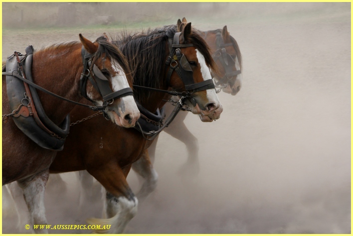 Working horses in the dust
