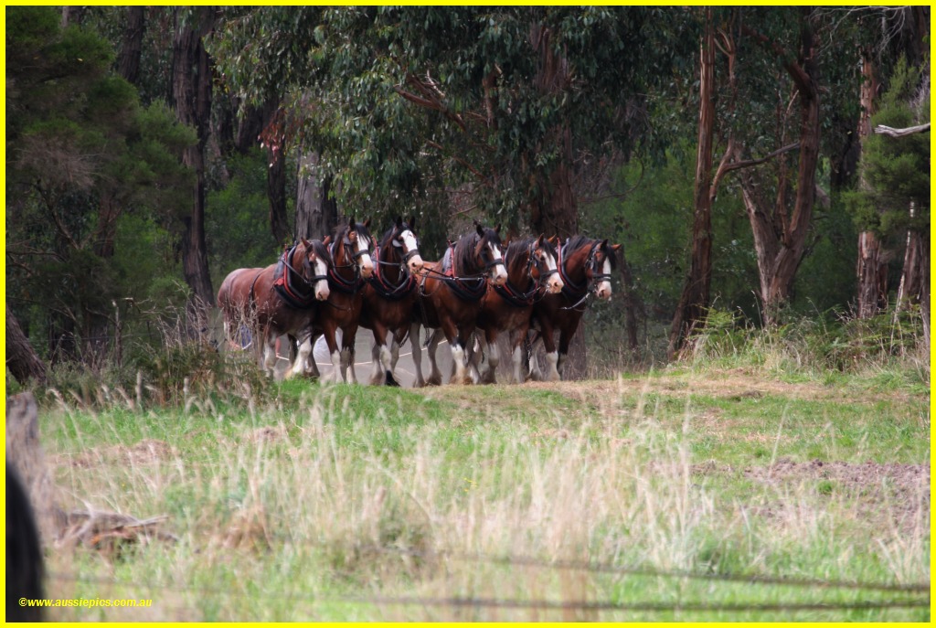 Six horse team of working horses emerging from the bush