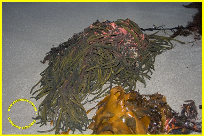 Some really cool seaweed.