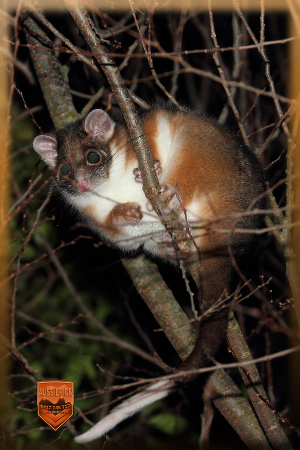 Ring-Tailed Possum