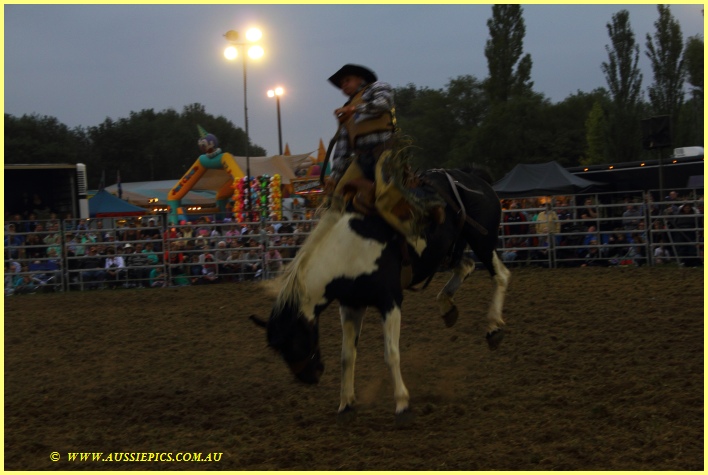 Rodeo horse trying to dislogde the rider