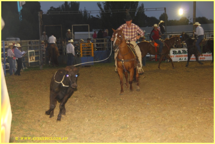 Warragul Rodeo, Calf roping