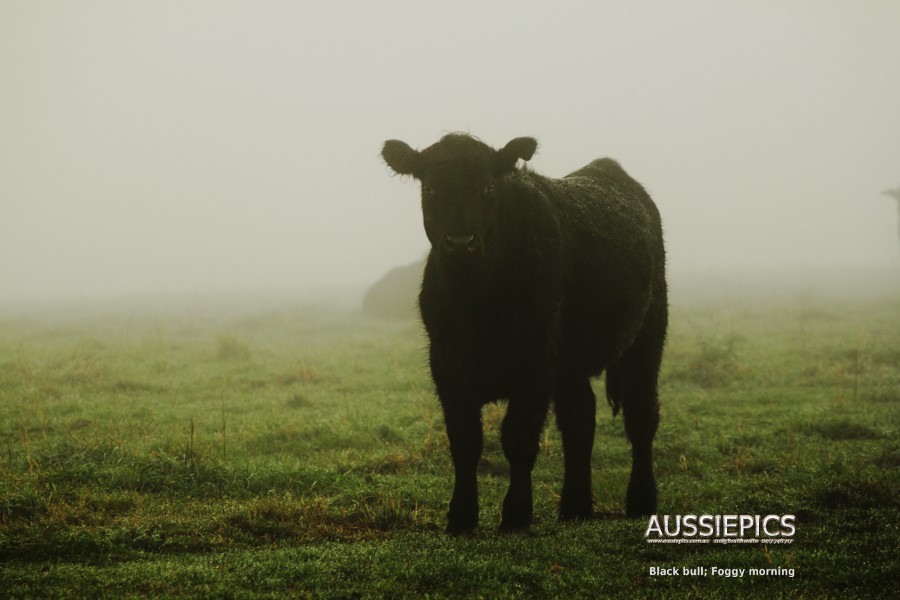 A young black bull on a foggy morning.