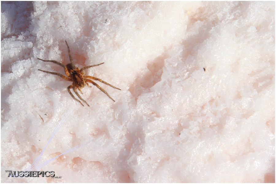 Spider on the salt crust