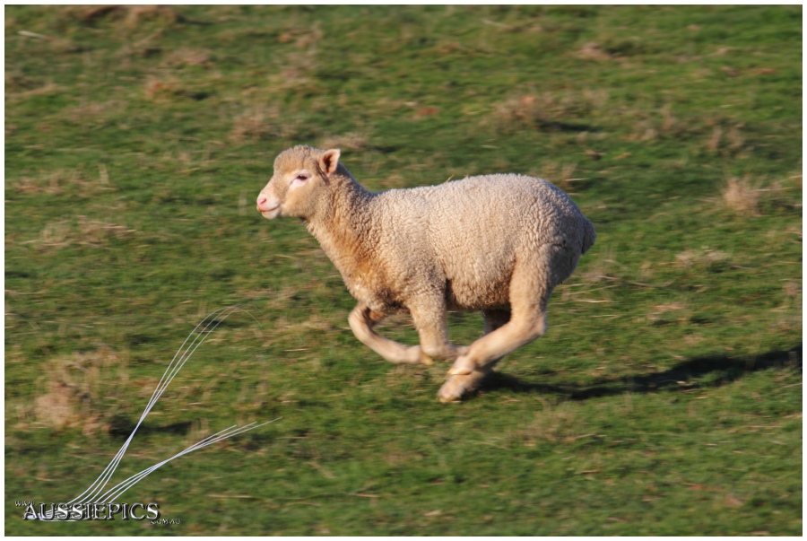 Strathbogies: Lamb on the run 