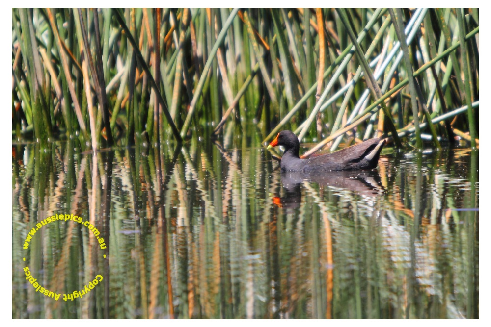 Swamp Hen in the reeds.